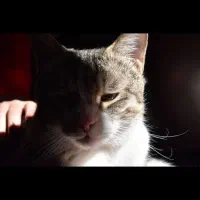 واگذاری رایگان گربه با وسایل