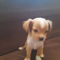 واگذاری توله سگ دوماه فروش فوری|سگ|شیراز, فرگاز|دیوار