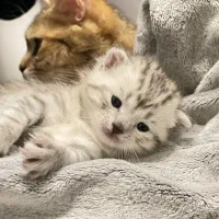 واگذاری رایگان توله گربه ۳ ماهه