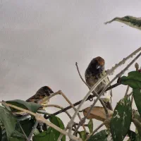 گلبسرو یاسمین نر بنگالی سهره نر و ماده قناری ماده