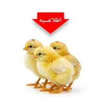 نیازمند کارگر مرغداری