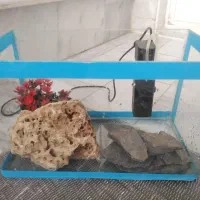 اکواریوم شیشه خم|ماهی|سنندج, |دیوار