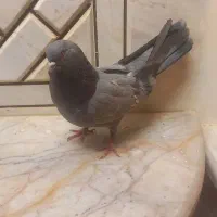 کبوتر نر اصفهانی