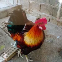 خروس|حیوانات مزرعه|بندر گناوه, |دیوار