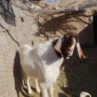 دو عدد بزغاله نر یک عدد بره ماده|حیوانات مزرعه|طبس, |دیوار