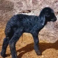 بره تادوقلو