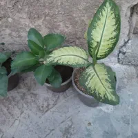 گل طبیعی|گل و گیاه طبیعی|دهدشت, |دیوار