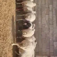 گوسفند میش بره|حیوانات مزرعه|مروست, |دیوار