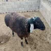 قوچ و بره قوچ هترو