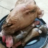فروش گوسفند گوشتی وزنده باسکول ۲۰تا۱۰۰کیلو|حیوانات مزرعه|مشهد, توس (بلوار توس)|دیوار