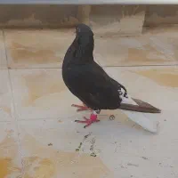 کفتر زاغ دم  سفید