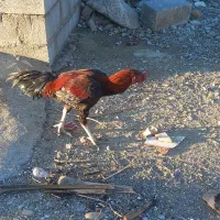 خروس لاری فول|حیوانات مزرعه|میناب, |دیوار