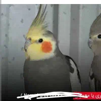 عروس هلندی گمشده