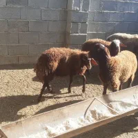 فروش گوسفند