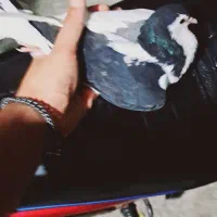 کبوتر‌ساده‌هفت‌رنگ‌به‌شرط‌با‌کبوتر‌پرشی‌تاغ‌میزنم|پرنده|نکا, |دیوار
