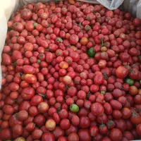 گویجه