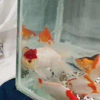 ماهی گلد فیش فروشی|ماهی|طرقبه, |دیوار