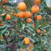 پرتقال خونی