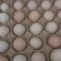 تخم مرغ|حیوانات مزرعه|قم, تعویض پلاک|دیوار