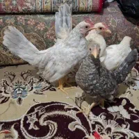 دو جفت مرغ خروس مینیاتوری