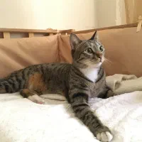 واگذاری گربه DSH