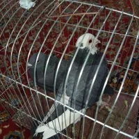 کفتر|پرنده|سراوان, |دیوار