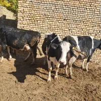 گاو هلشتاین درجه یک با گوساله|حیوانات مزرعه|قره چای, |دیوار