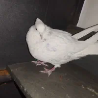 کبوتر نر طوقی