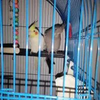 یک جفت عروس هلندی معاوضه با 20 جفت فنج