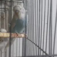 مرغ انگلیسی|پرنده|میانه, |دیوار