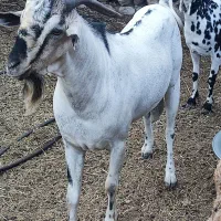 نری سومال