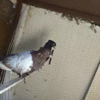 کفتر|پرنده|سبزوار, کاشفی شمالی (دادگستری)|دیوار