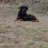 فروش روت اصل روسیه(ماده)|سگ|کلاردشت, |دیوار