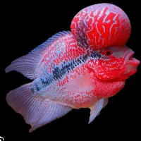 ماهی و تجهیزات و آکواریوم و غذای ماهی|ماهی|اردبیل, |دیوار