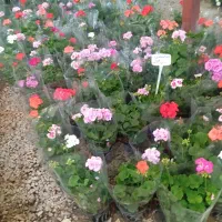 گل شمعدانی پاکوتاه(هلندی)|گل و گیاه طبیعی|رشت, حمیدیان|دیوار