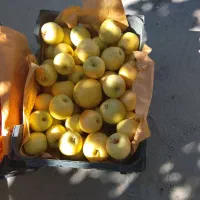 سیب زرد وقرمز