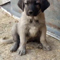 سگ توله سرابی