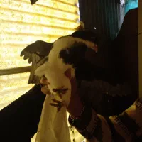 کبوتر|پرنده|بشاریات, |دیوار