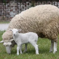 گوسفند بره زنده جهت کشتار (همراه قصاب)