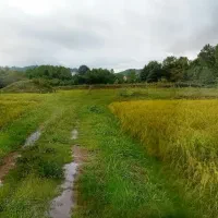 ۵ هکتار شالی|فروش دفتر صنعتی، کشاورزی، تجاری|اطاقور, |دیوار