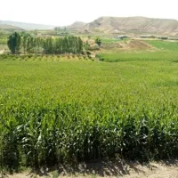 زمین کشاورزی|فروش زمین و ملک کلنگی|زنده رود, |دیوار