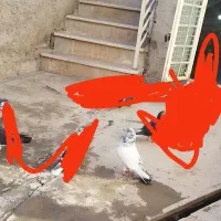 کفتر تهرانی