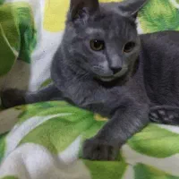 اسکاتیش|گربه|مشهد, تربیت (صدف)|دیوار