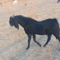 گوسفند نری|حیوانات مزرعه|جیرفت, |دیوار