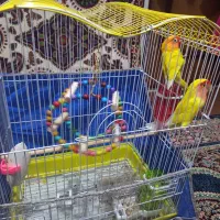 کوتوله برزیلی و مرغ عشق