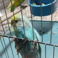 مرغ عشق رینبو اسپانگیل|پرنده|برازجان, |دیوار