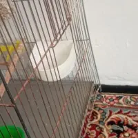 قفس پرنده وعروس هلندی|لوازم جانبی حیوانات|کرمان, |دیوار