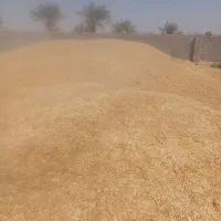 کاه
