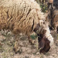 شیشک سنجابی چاق با قیمت مناسب به فروش میرسد