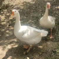 غاز لیندا ماده و غاز سفید